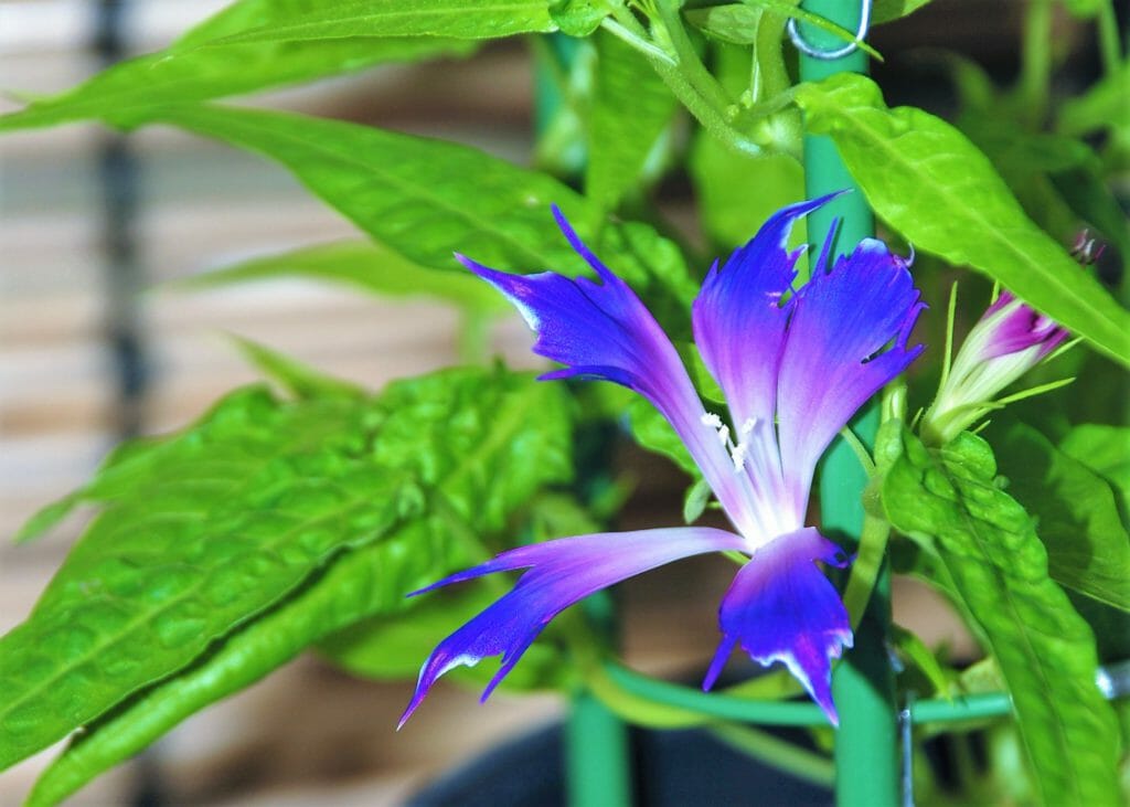 濃い青紫の花弁が５つに分かれ、葉がちりめんの布ように絞り状になっている朝顔